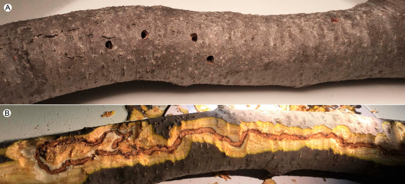 Damage caused by the unnamed species